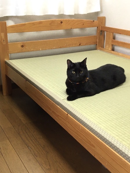 黒猫と畳ベッド