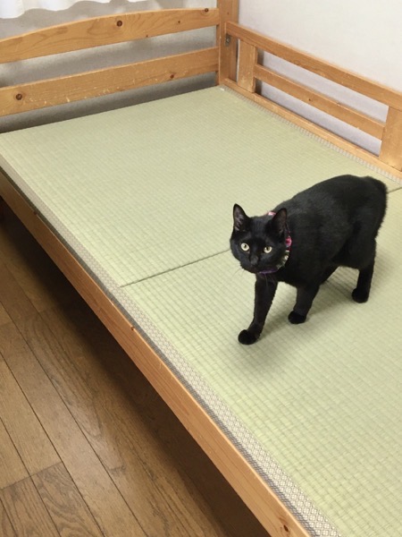 黒猫と畳ベッド_2