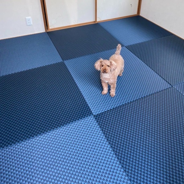美草市松インディゴの畳と犬